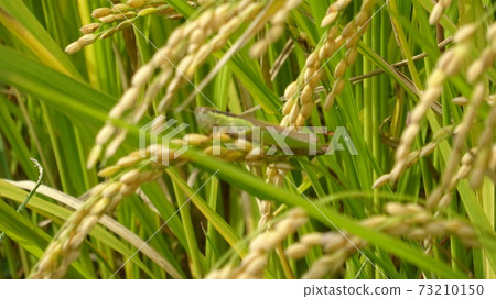 Locusts, locust plague, pests, famine, hunger, adverse effects on crops, food crisis, autumn, good harvest, fruitful autumn, organic farming, pesticide damage, rice Locusts, locust plague, pests, famine, hunger, adverse effects on crops, food crisis, autumn, good harvest, fruitful autumn, organic farming, pesticide damage, rice 73210150