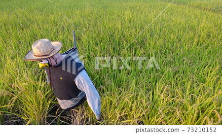 Scarecrow, scarecrow, measures against harmful birds, autumn of fruit, autumn of Japan, autumn landscape, surveillance, new form, good harvest, rice cultivation, agriculture Scarecrow, scarecrow, measures against harmful birds, autumn of fruit, autumn of Japan, autumn landscape, surveillance, new form, good harvest, rice cultivation, agriculture 73210152