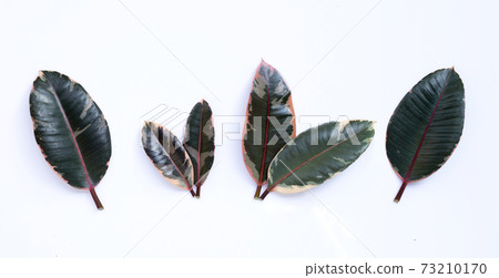 Rubber plant leaves on white.. Rubber plant leaves on white.. 73210170