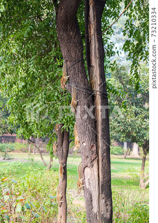 Wild squirrel family seen in India 73210334