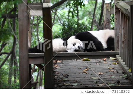 睡小熊貓 73210802