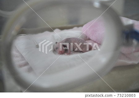 世界上最小的熊貓 73210803