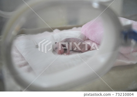 The world's smallest panda born The world's smallest panda born 73210804