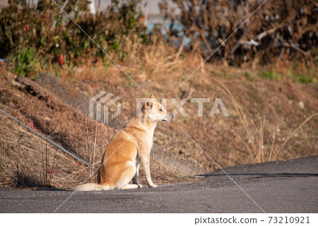 Waiting dog 73210921