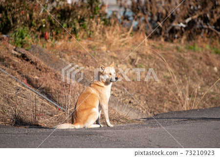 Waiting dog Waiting dog 73210923