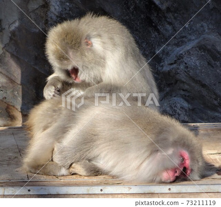 Japanese macaques grooming Japanese macaques grooming 73211119