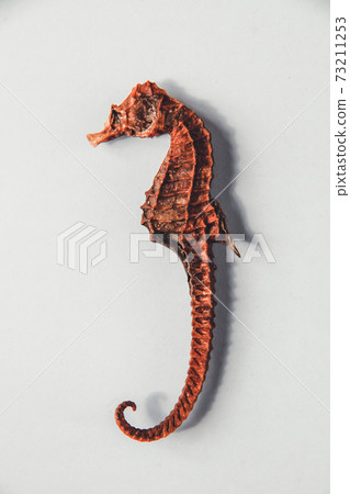 Dry seahorse closeup view 73211253