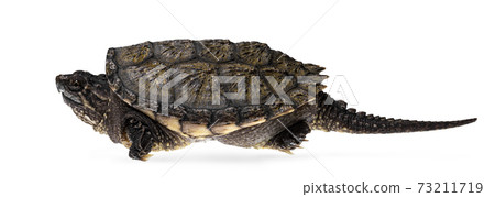 Common snapping turtle on white 73211719