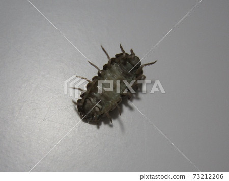 C3852-Roly-poly C3852-Roly-poly 73212206