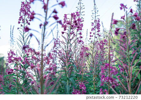 Field of blooming sally flowers or Ivan Tea, wild medicinal herbal tea of willow plant or Epilobium 73212220