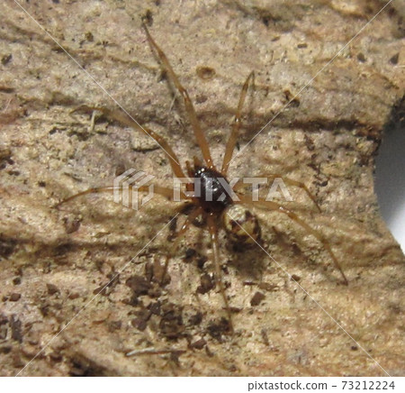 shirokanegumo, spider, santa 73212224