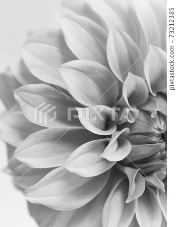 Monochrome dahlia up Monochrome dahlia up 73212385