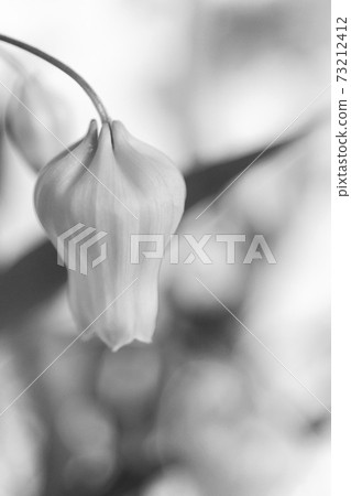 Monochrome flower Monochrome flower 73212412