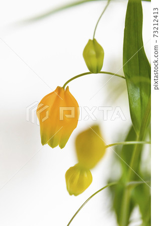 Bell-shaped flowers 73212413