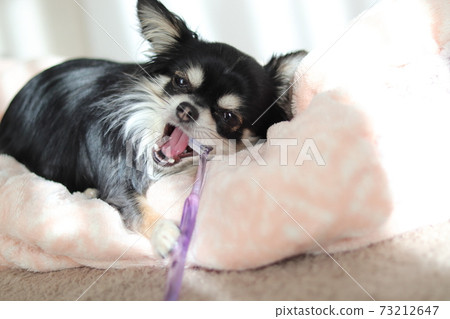 Chihuahua up dental care dog brushing teeth by yourself Chihuahua up dental care dog brushing teeth by yourself 73212647