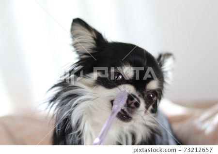 Toothpaste Chihuahua dog 73212657