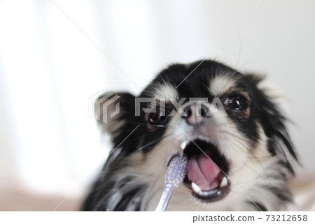 Toothpaste Chihuahua up dog Toothpaste Chihuahua up dog 73212658