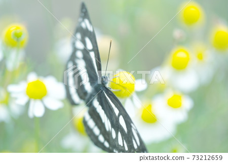 Chamomile flowers and Neptis phily 73212659