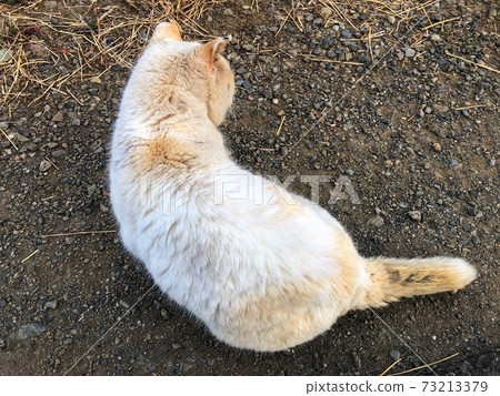躺在地上的一隻白貓的背的特寫視圖 73213379