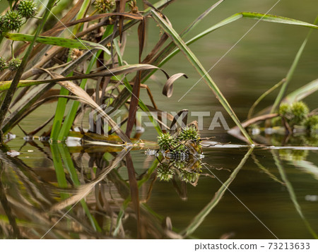 Grasses and plants in the river Grasses and plants in the river 73213633
