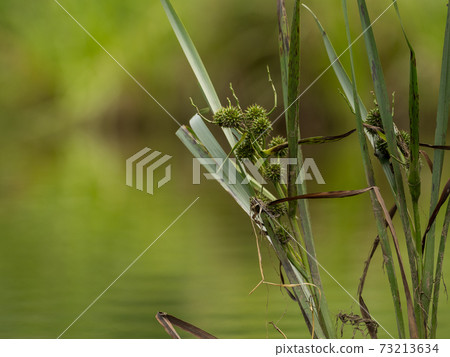Grasses and plants in the river 73213634
