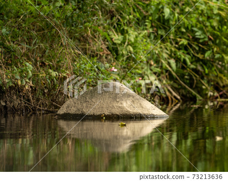 A rock, grasses and plants in the river A rock, grasses and plants in the river 73213636