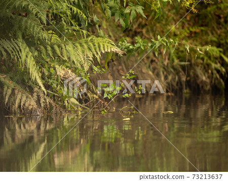 Grasses and plants in the river Grasses and plants in the river 73213637