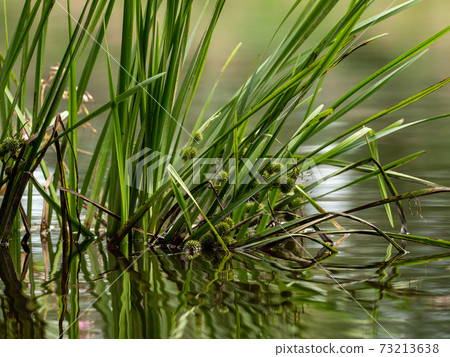 Grasses and plants in the river Grasses and plants in the river 73213638