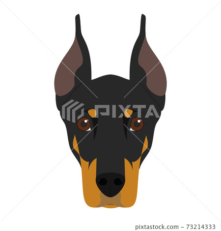 Doberman dog isolated on white background vector illustration Doberman dog isolated on white background vector illustration 73214333