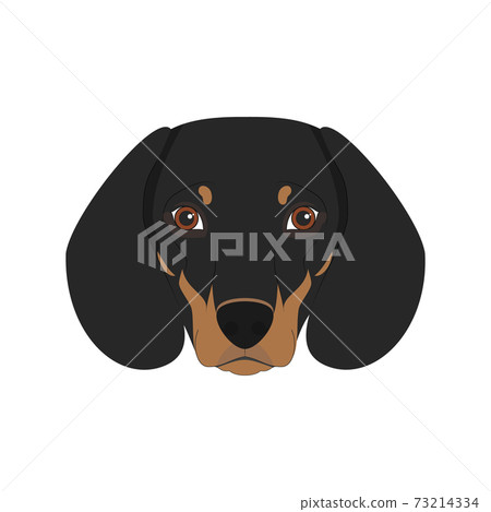 Dachshund dog isolated on white background vector illustration 73214334