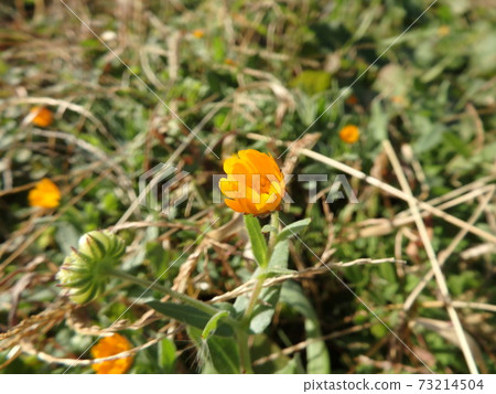 金盞花為冬天的田野增色 73214504