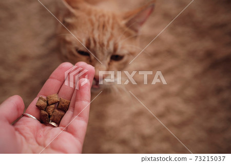 woman is feeding cat, cat eats from female hands woman is feeding cat, cat eats from female hands 73215037