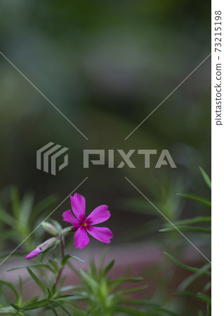 Primula Primula 73215198