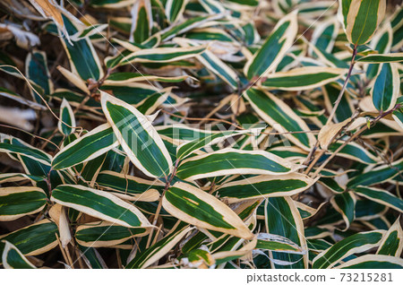 Bamboo leaf  73215281