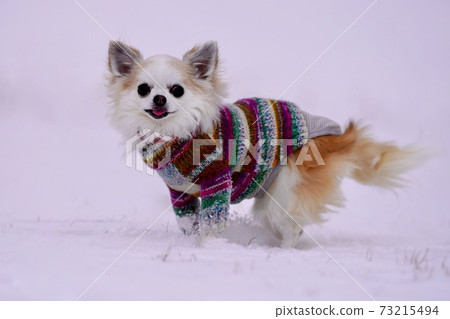 Chiwawa享受雪 Chiwawa享受雪 73215494