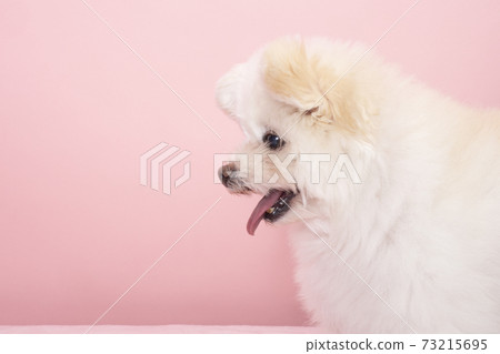 Profile of smiling mixed dog Popo 73215695