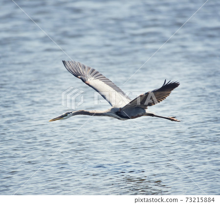 Great Blue Heron In Flight Great Blue Heron In Flight 73215884