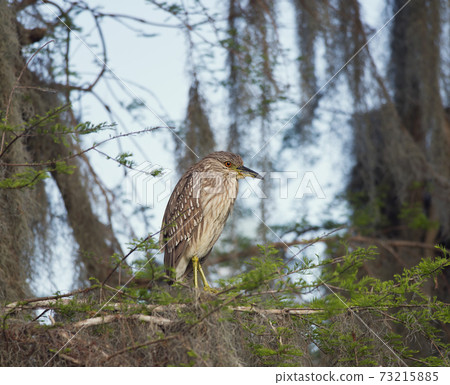 Night Heron Juvenile in Florida wetlands Night Heron Juvenile in Florida wetlands 73215885