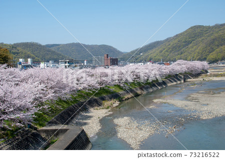 Okayama Prefecture's famous cherry blossom spot, Ibara Tsutsumi, Ibara Tsutsumi's row of cherry blossom trees is a masterpiece 73216522