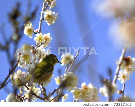 Meiro and plum 73217161