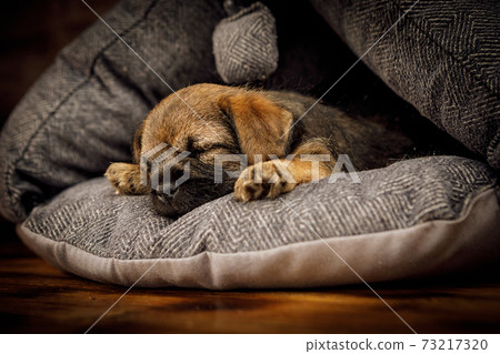 Little beautiful puppy is sleeping in its place 73217320