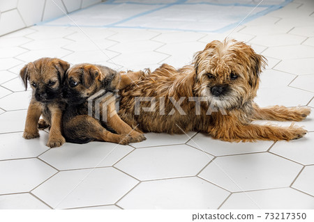2 little beautiful puppies on a white tile with its mother 2 little beautiful puppies on a white tile with its mother 73217350