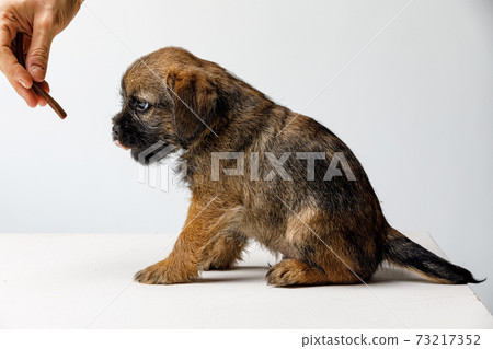 Little beautiful puppy on a white background Little beautiful puppy on a white background 73217352