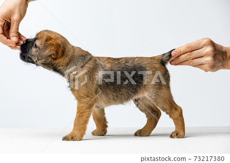 Little beautiful puppy on a white background 73217380