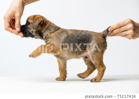 Little beautiful puppy on a white background Little beautiful puppy on a white background 73217416
