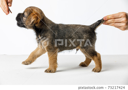 Little beautiful puppy on a white background Little beautiful puppy on a white background 73217424