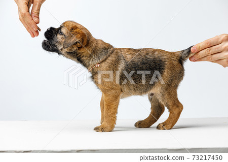 Little beautiful puppy on a white background 73217450