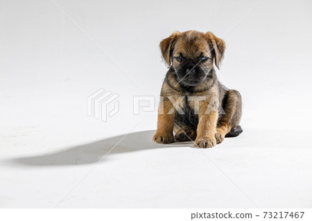 Little beautiful puppy on a white background Little beautiful puppy on a white background 73217467