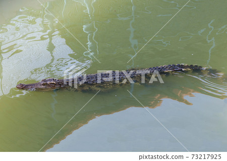 The thai crocodile swimming on the river near canal 73217925