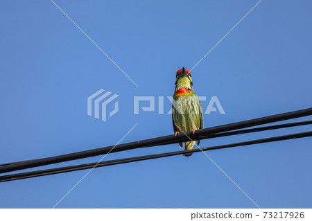 The colorful Oriole bird on power line at thailand 73217926